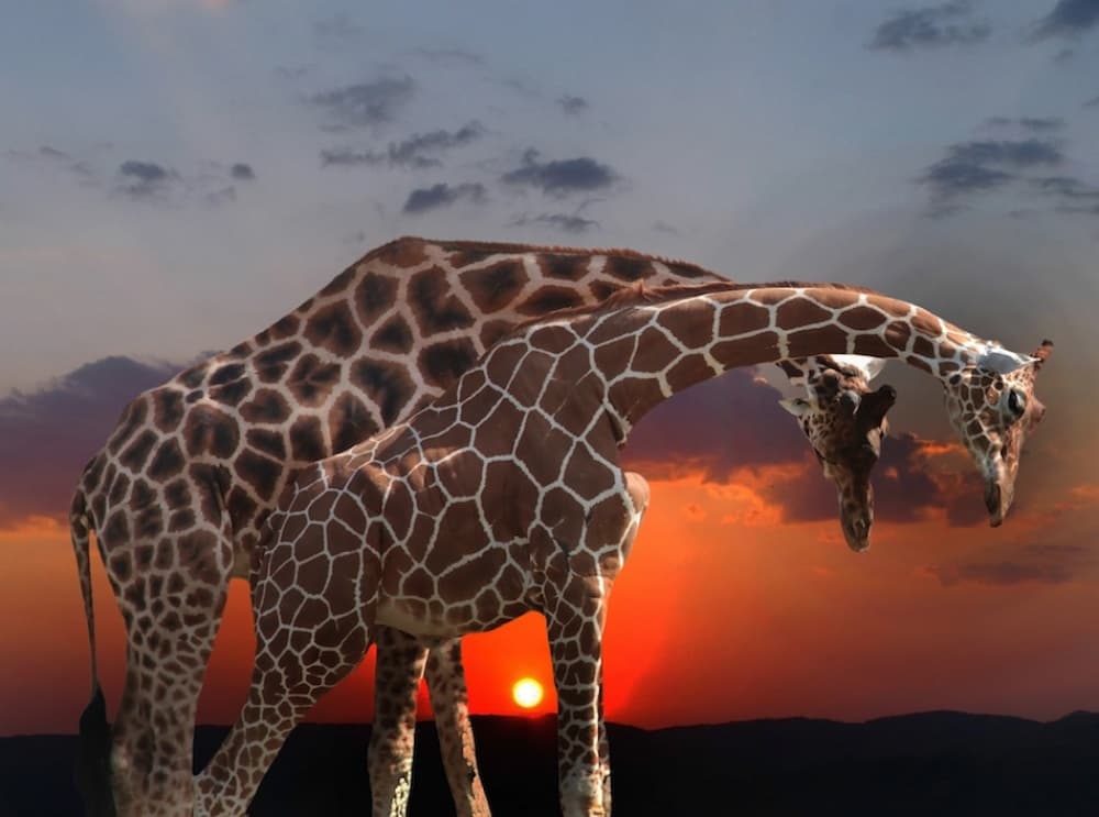 Gentle Giraffes Sunset by Anna Cseresnjes — canvas wall art