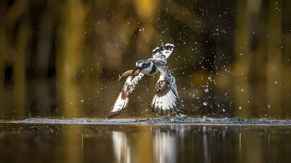 Kingfisher's Catch by Faisal ALnomas — canvas wall art