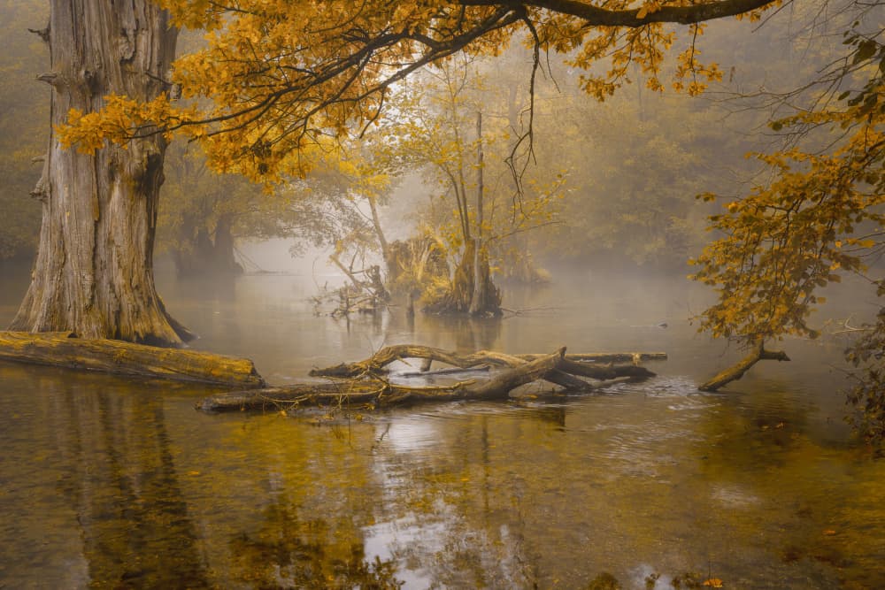 Misty Autumn River by Norbert Maier — canvas wall art