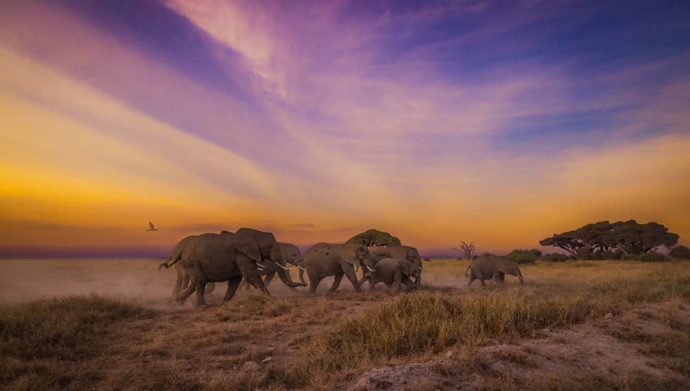 African Elephant Sunset by Hamza Qarooni — canvas wall art
