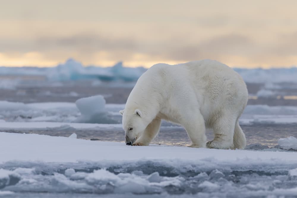 Arctic Polar Bear by Siyu_Wei APA — canvas wall art