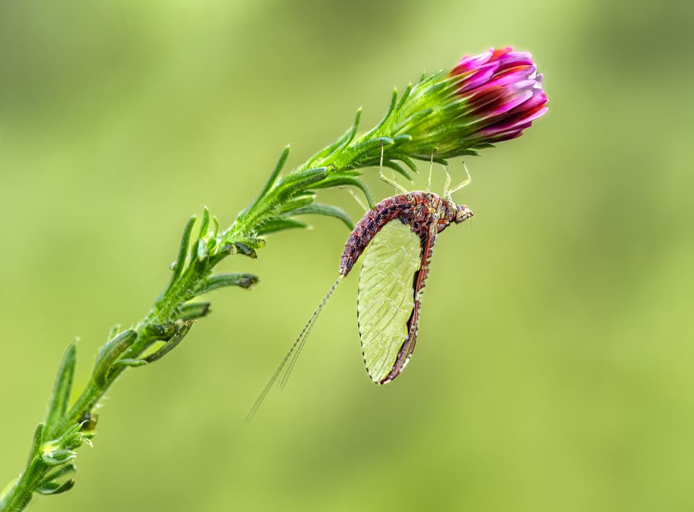 Mayfly on Purple Bud by Atul Saluja — canvas wall art