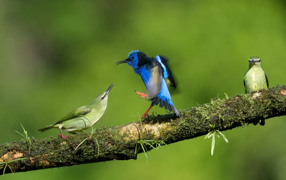 Tropical Bird Trio by Rajat Dhesi — canvas wall art