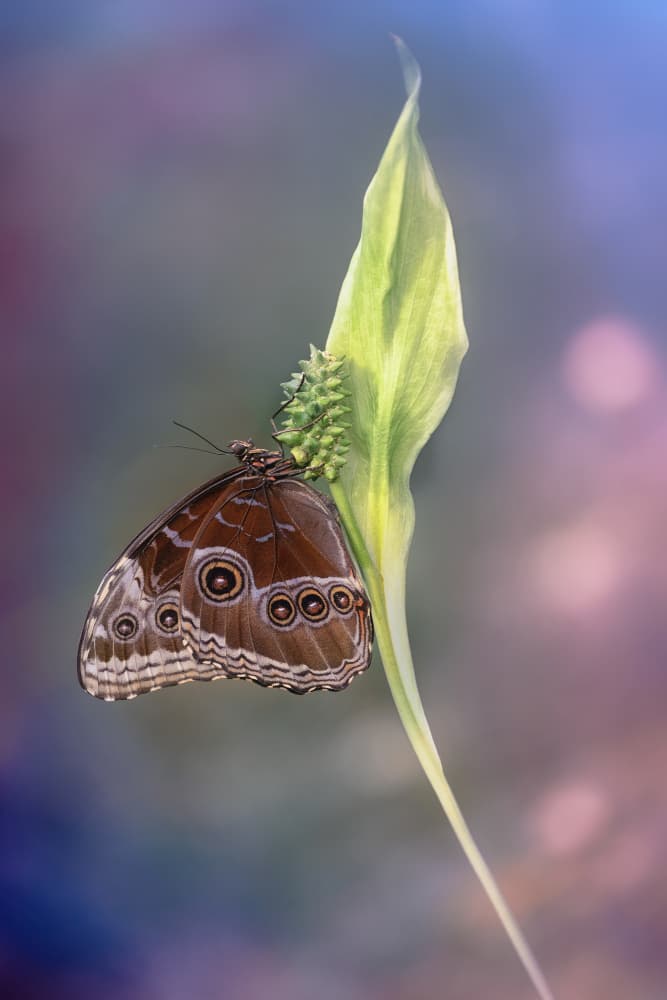 Ethereal Butterfly Perch by Fabrizio Daminelli — canvas wall art