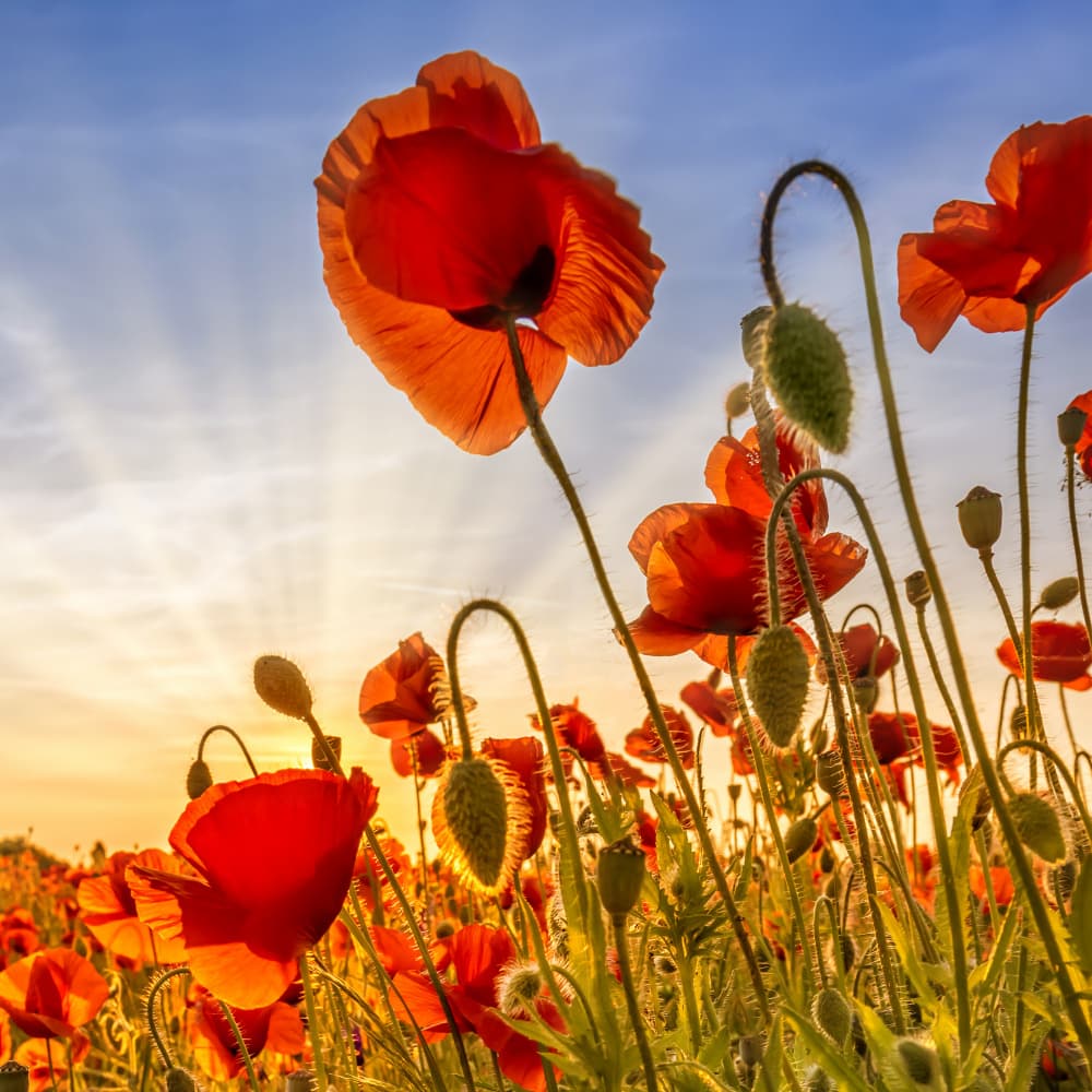 Red Poppies Golden Light by Melanie Viola — canvas wall art