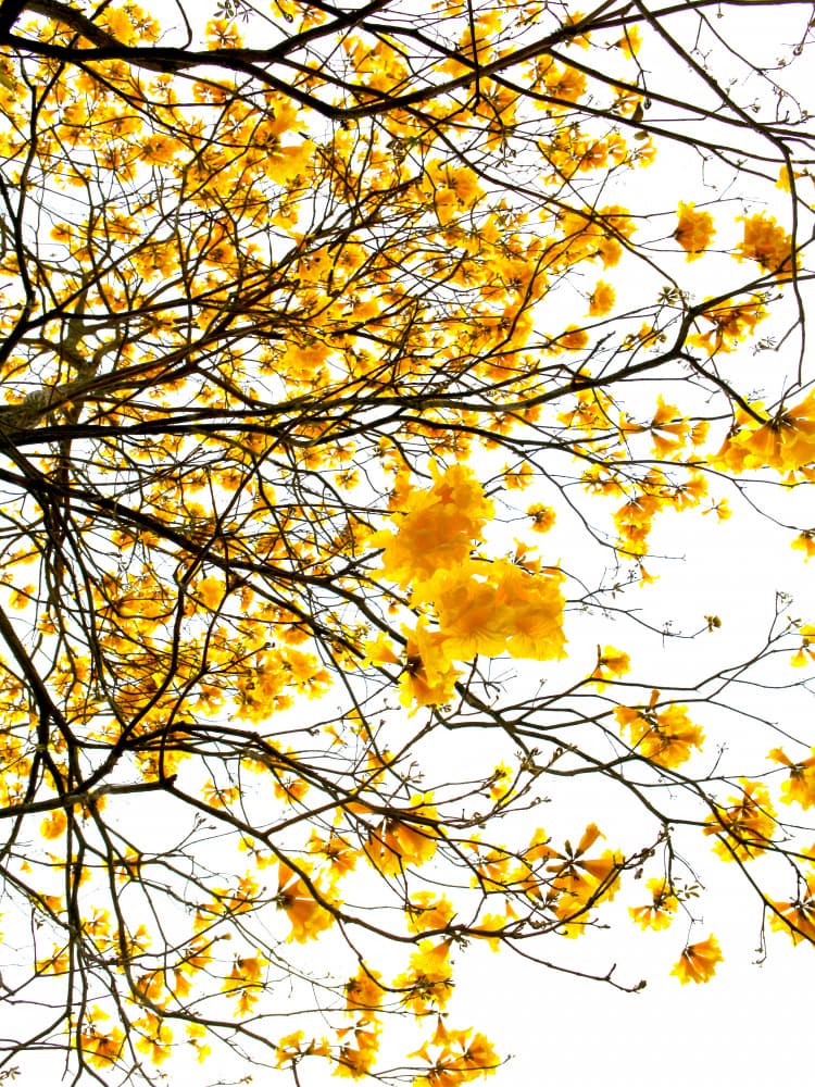 Golden Canopy Burst by Shot by Clint — canvas wall art