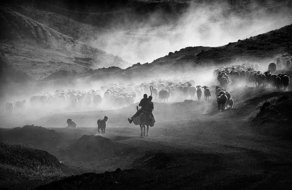 Dusty Mountain Herding by Gilcan Mete — canvas wall art