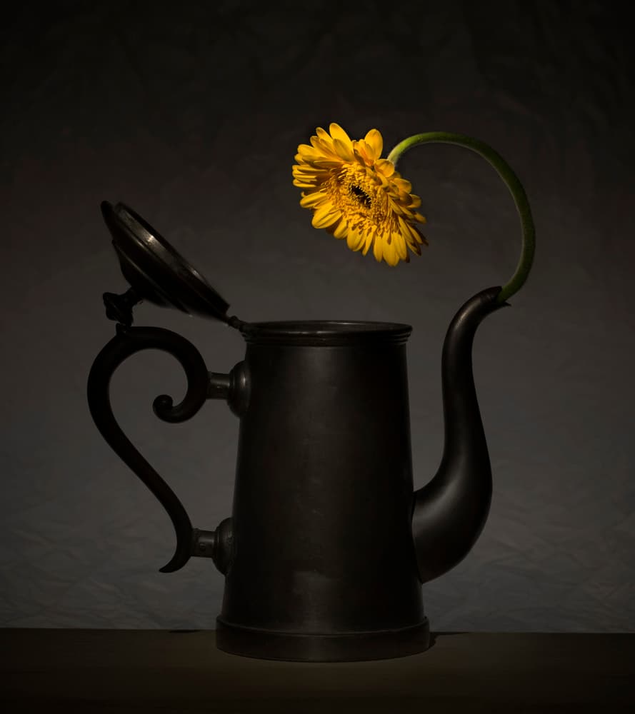 Yellow Gerbera Pitcher by Wieteke de Kogel — canvas wall art