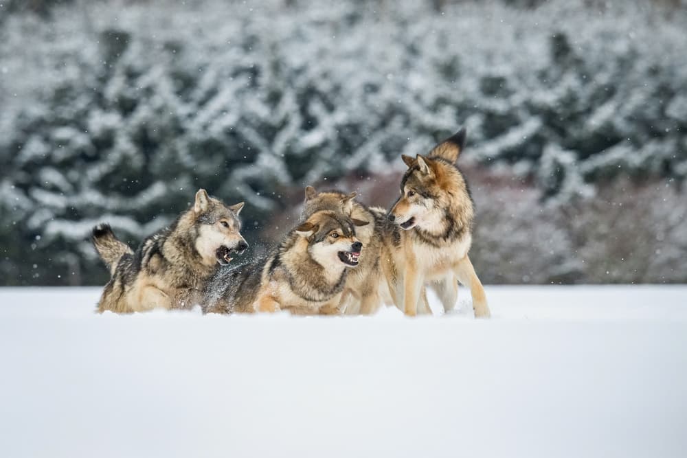 Wild Wolves In Snow by Petr Simon — canvas wall art