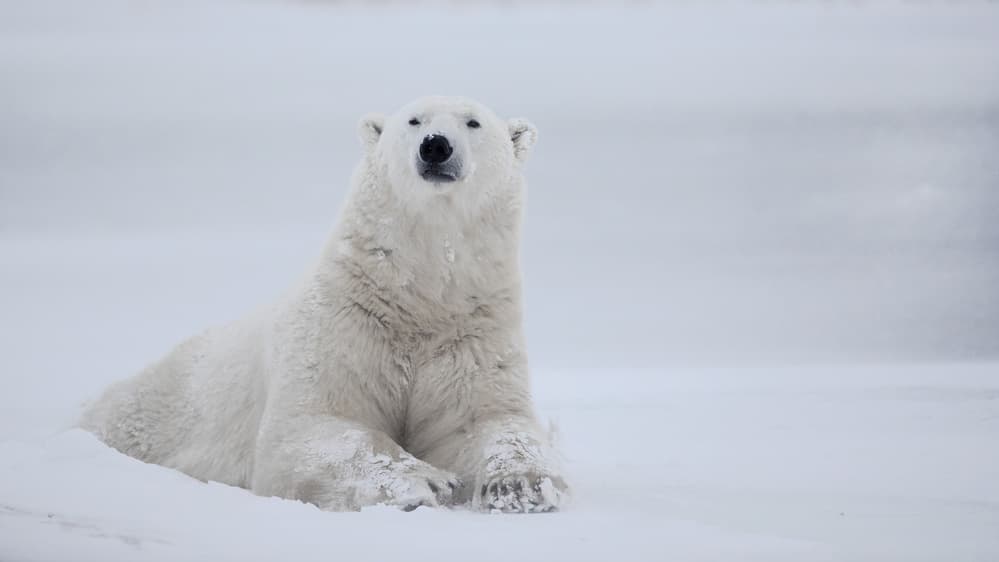 Majestic Polar Bear by Alessandro Catta — canvas wall art