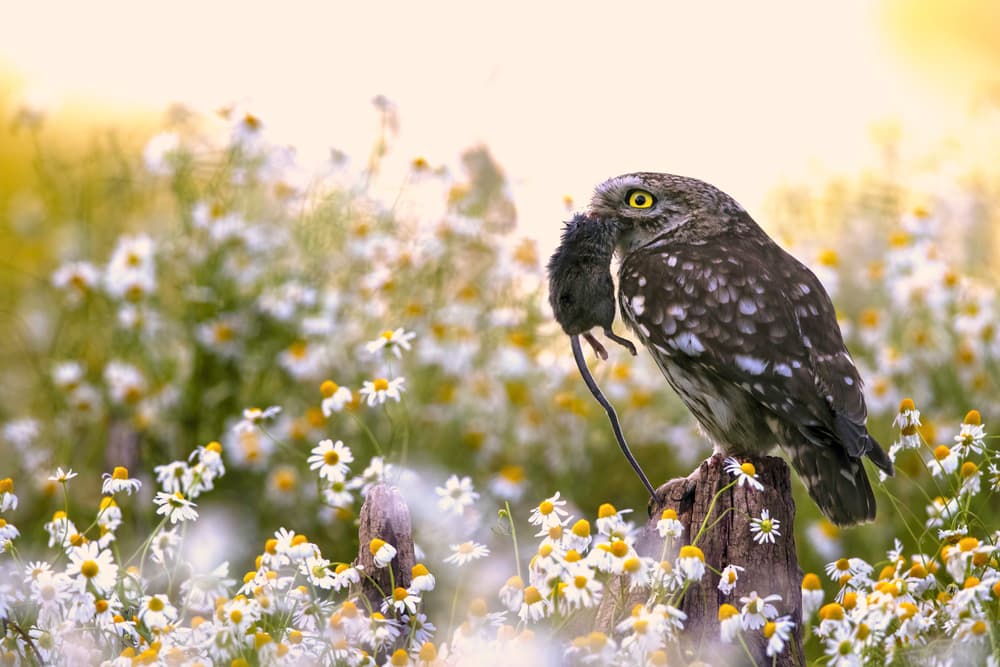 Owl with Mouse in Daisies by Marco Redaelli — canvas wall art