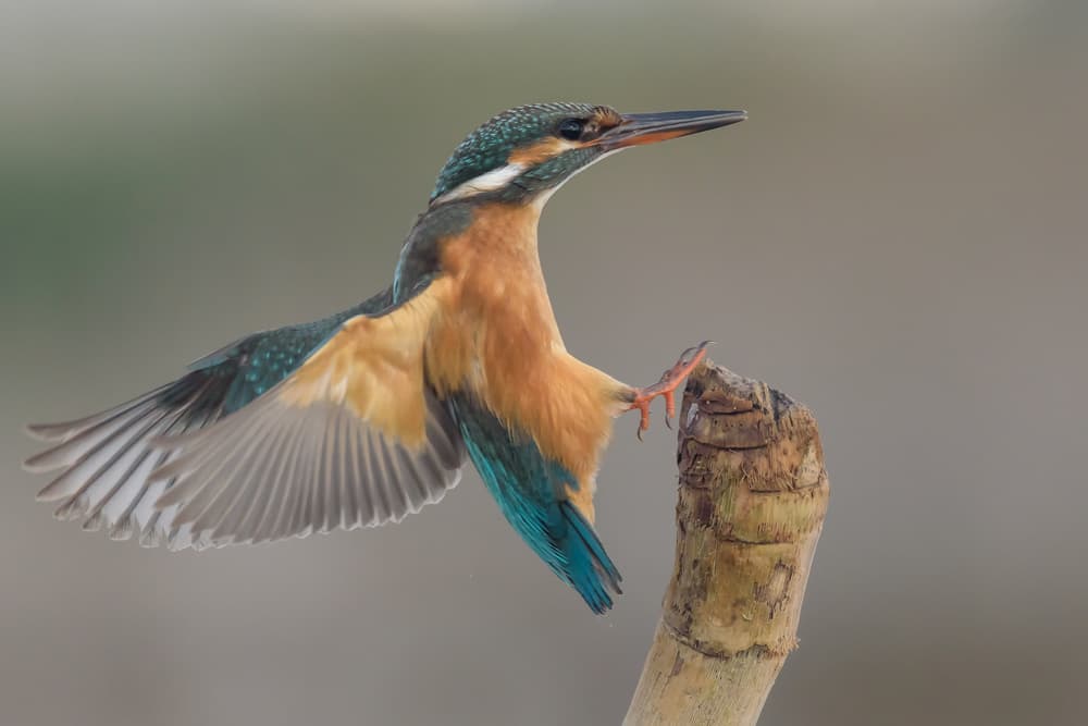 Blue Kingfisher Spreads Wings by Massimo Tamajo — canvas wall art