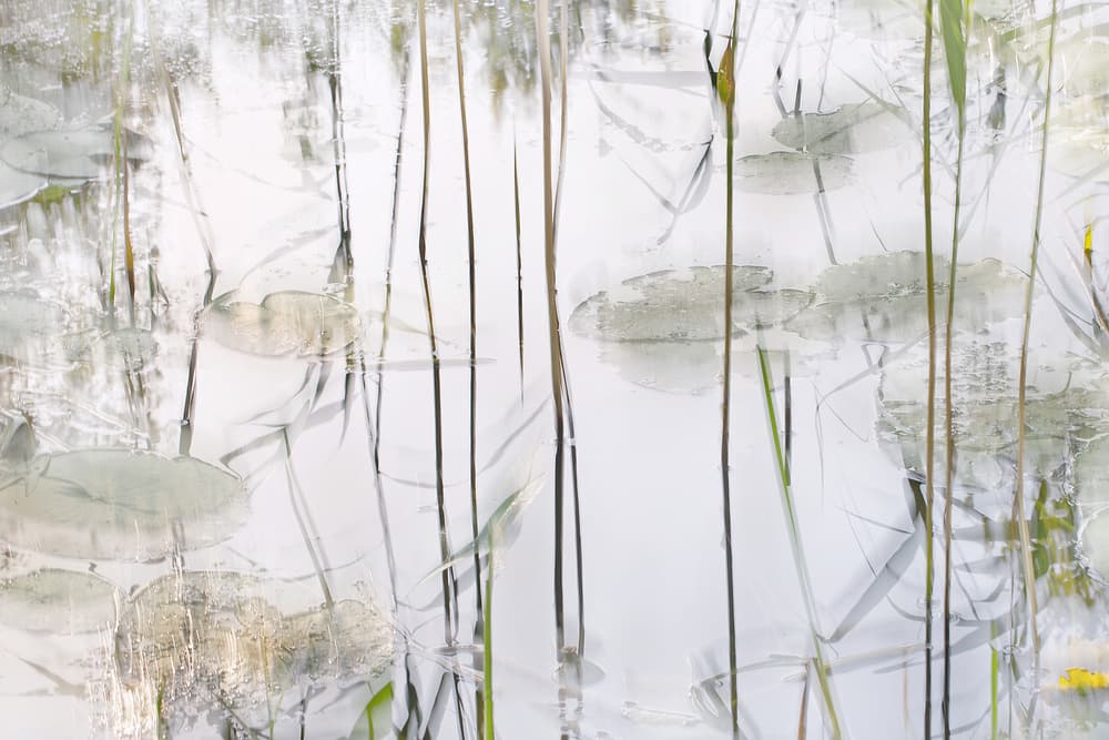 Lily leaves by Nel Talen — canvas wall art
