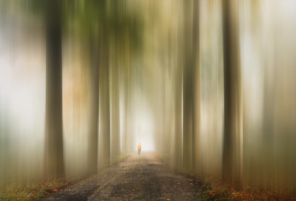 Solitary Forest Path by Hilda van der Lee — canvas wall art