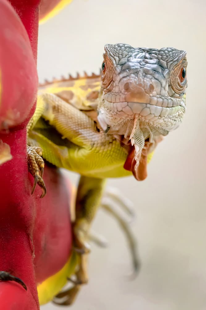 Curious Green Iguana by Fauzan Maududdin — canvas wall art