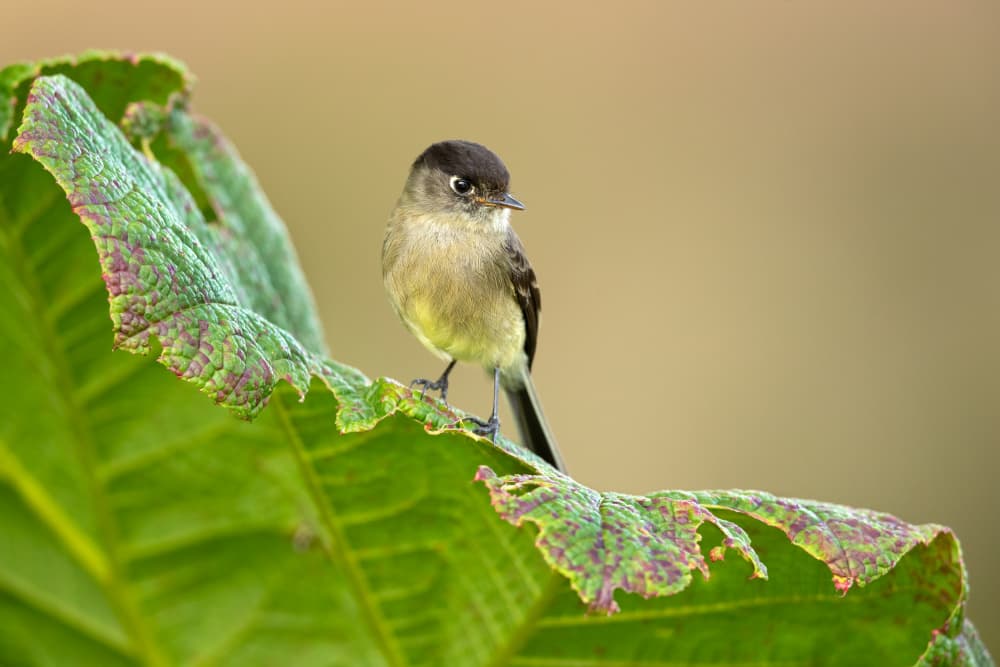 Quiet Bird On Leaf by Milan Zygmunt — canvas wall art