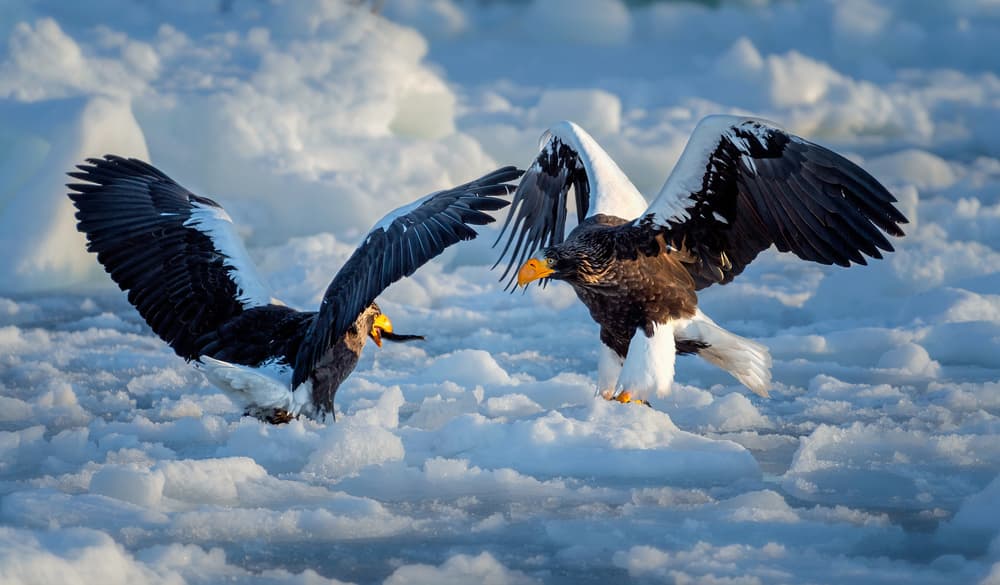 Dynamic Eagle Standoff by Jie Fischer — canvas wall art