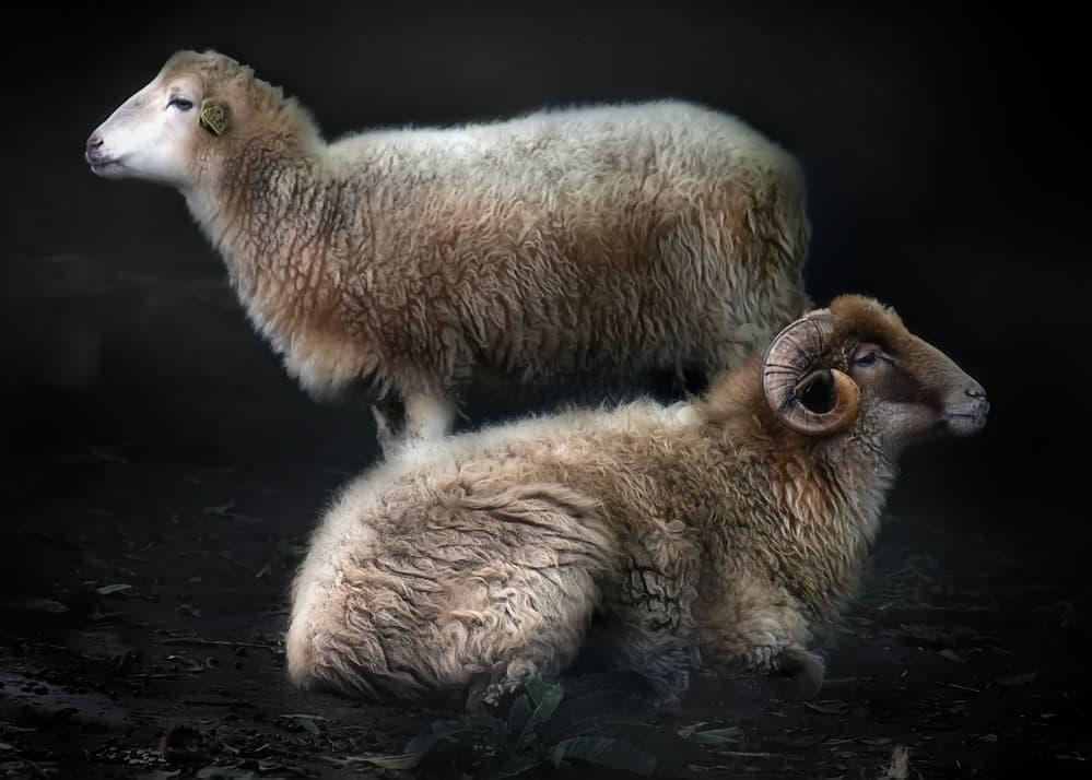 Rustic Sheep Pair by Santiago Pascual Buye — canvas wall art