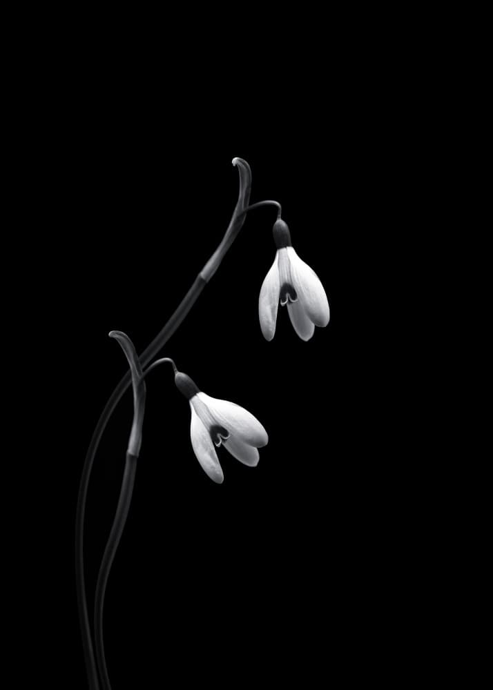 Elegant Snowdrop Duo by Lotte Grønkjær — canvas wall art