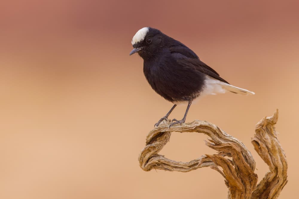 Elegant Black Bird by David Manusevich — canvas wall art