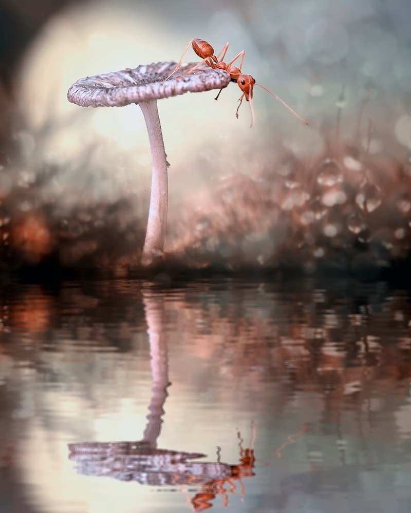 Ant's Quiet Reflection by Fauzan Maududdin — canvas wall art