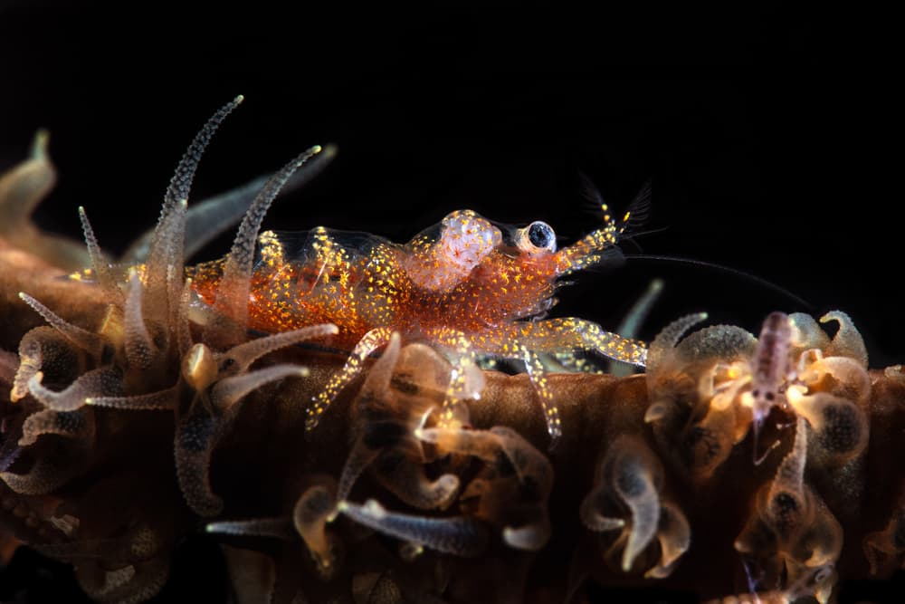 Ornate Whip Coral Shrimp by Barathieu Gabriel — canvas wall art