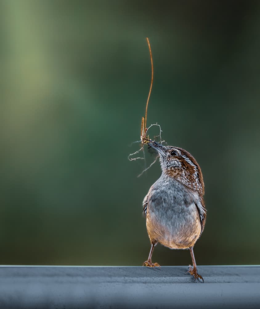 Wren Building Nest by Atul Saluja — canvas wall art