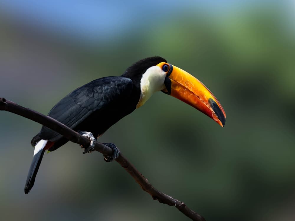Vibrant Jungle Toucan by Songhu Yan — canvas wall art