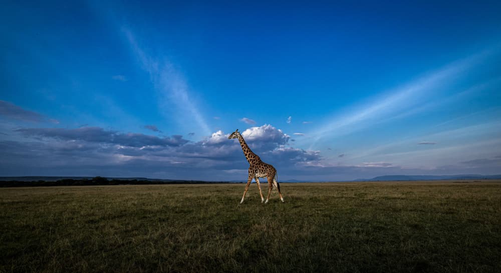 Giraffe Under Vast Sky by Hamza Qarooni — canvas wall art