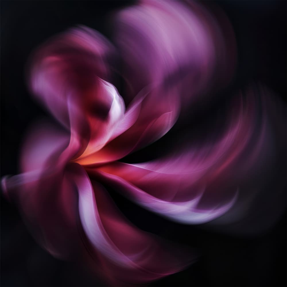 Dreamy Purple Bloom by Bilge Paksoylu — canvas wall art