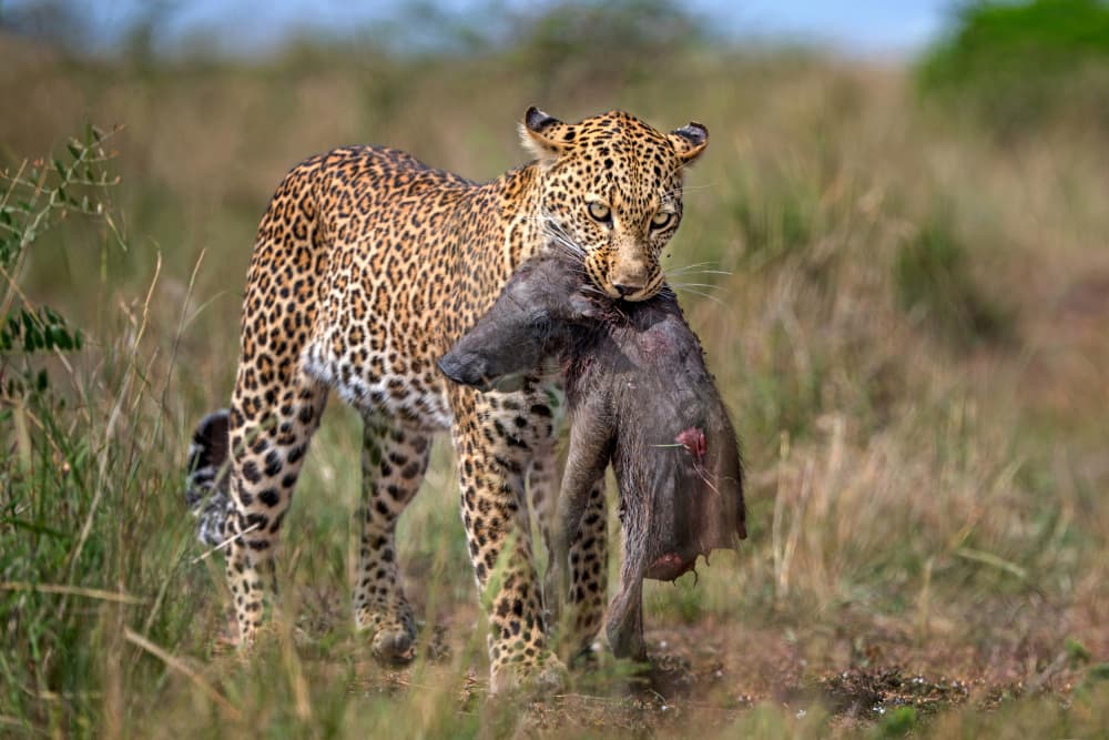 Leopard with Warthog by Xavier Ortega — canvas wall art