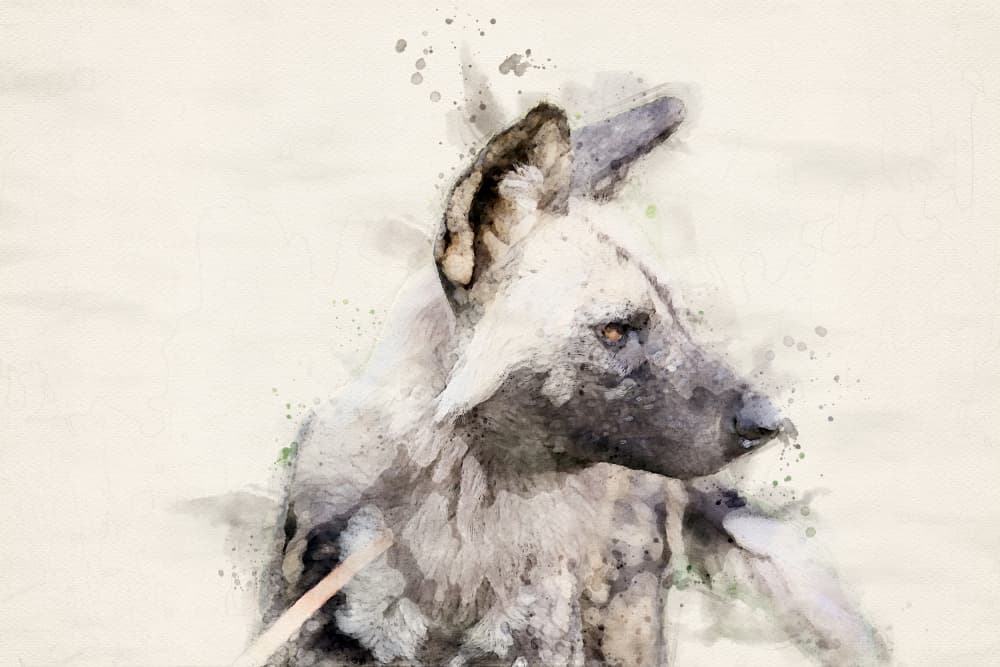 Serene Wild Dog Watercolor by Arno Du Toit — canvas wall art