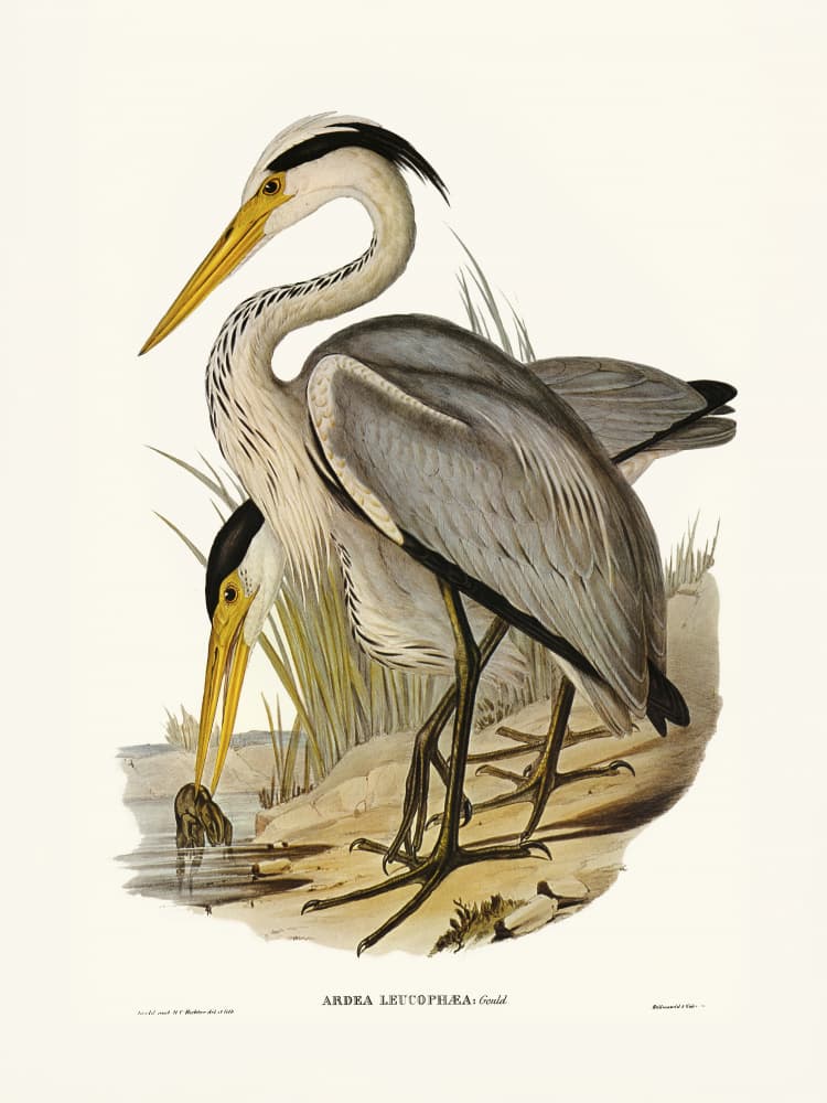 Great Grey Heron by Elizabeth and John Gould — canvas wall art