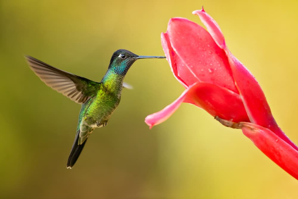 Green Hummingbird Flower by Milan Zygmunt — canvas wall art