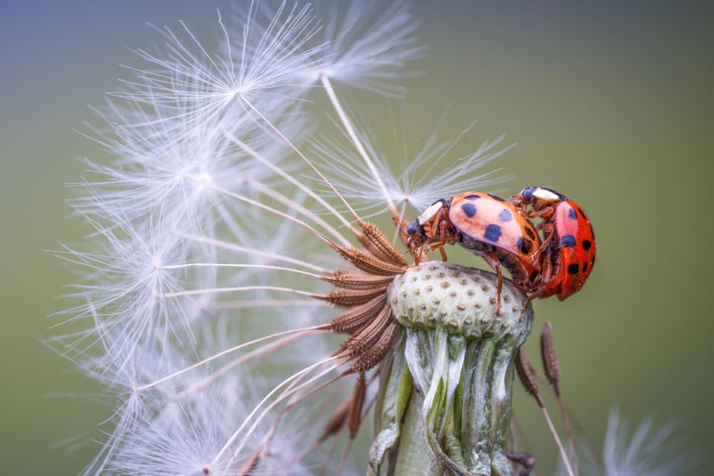 Happy ladybugs by Summer2016 — canvas wall art