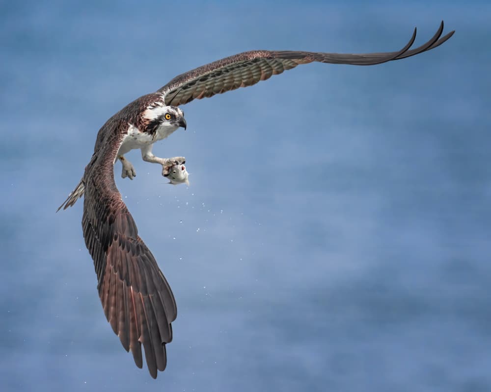 Osprey Fishing Flight by Hanping Xiao — canvas wall art