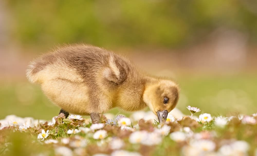 Sweet Gosling Daisy Field by Stuart Williams — canvas wall art