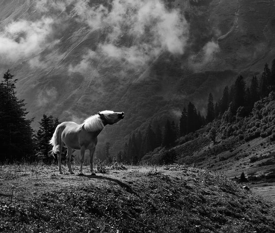 Wild Horse Mountain by Jürgen Hartlieb — canvas wall art