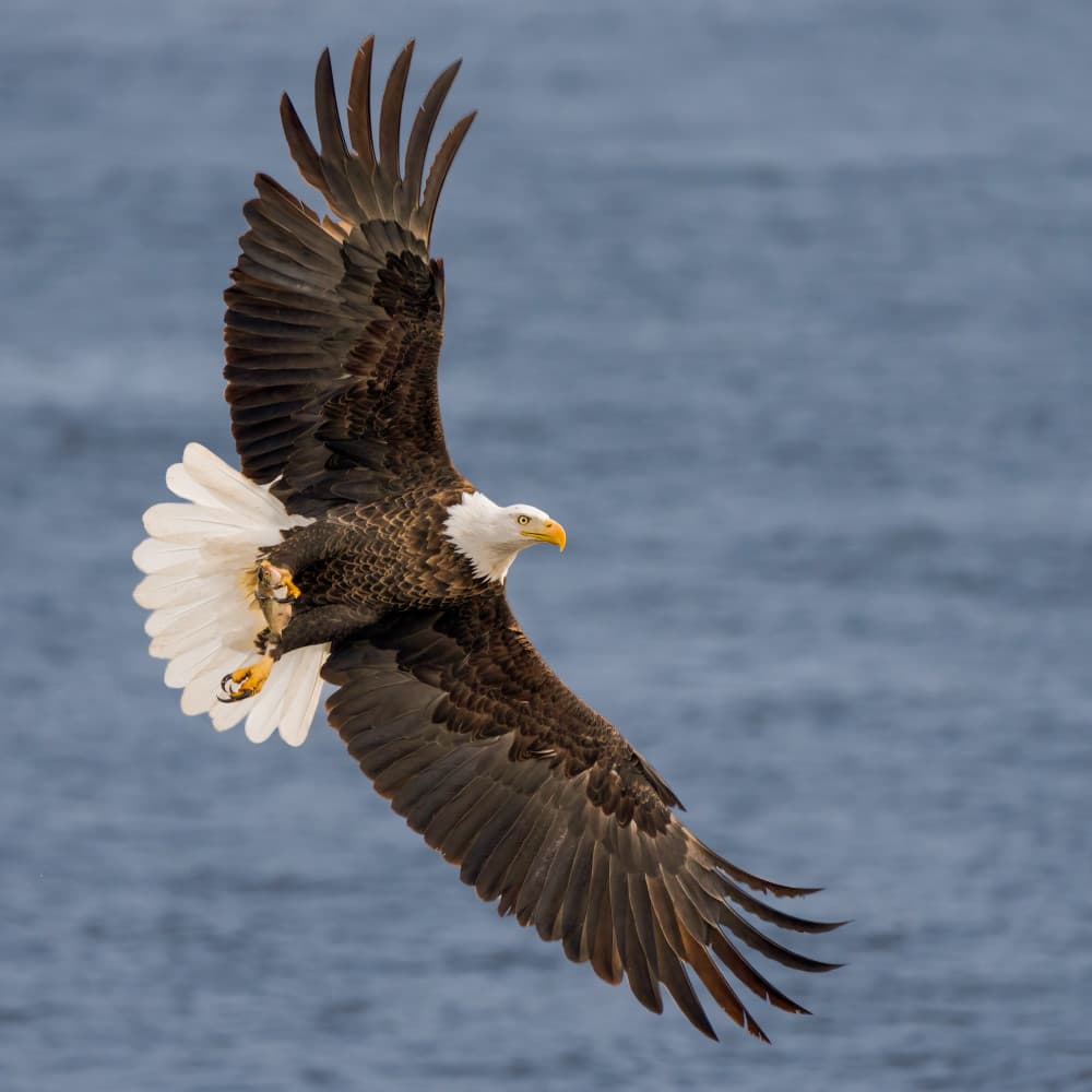 Bald Eagle in Flight by John Fan — canvas wall art