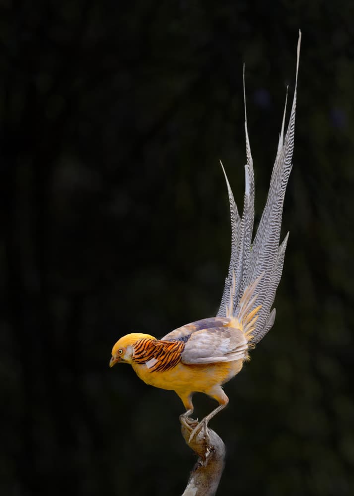 Golden Pheasant Perched by Bill Lu — canvas wall art