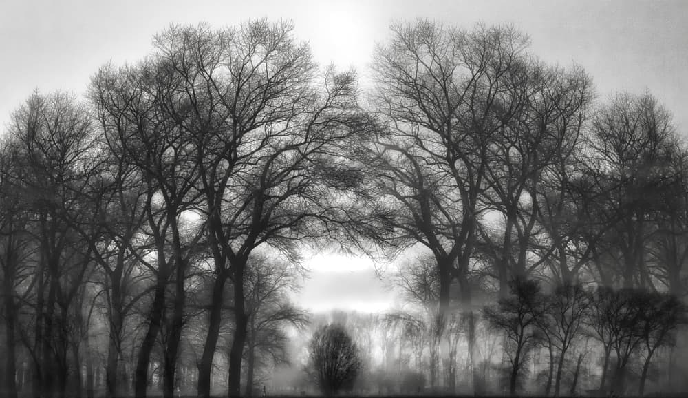 Misty Winter Trees by Yvette Depaepe — canvas wall art
