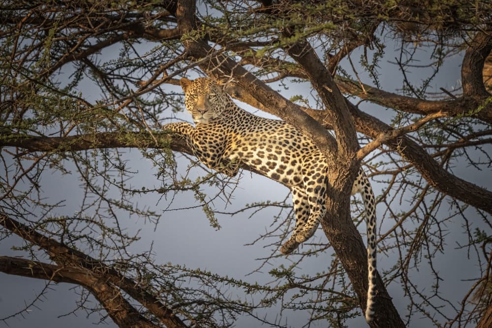 Majestic Leopard in Tree by Jeffrey C. Sink — canvas wall art