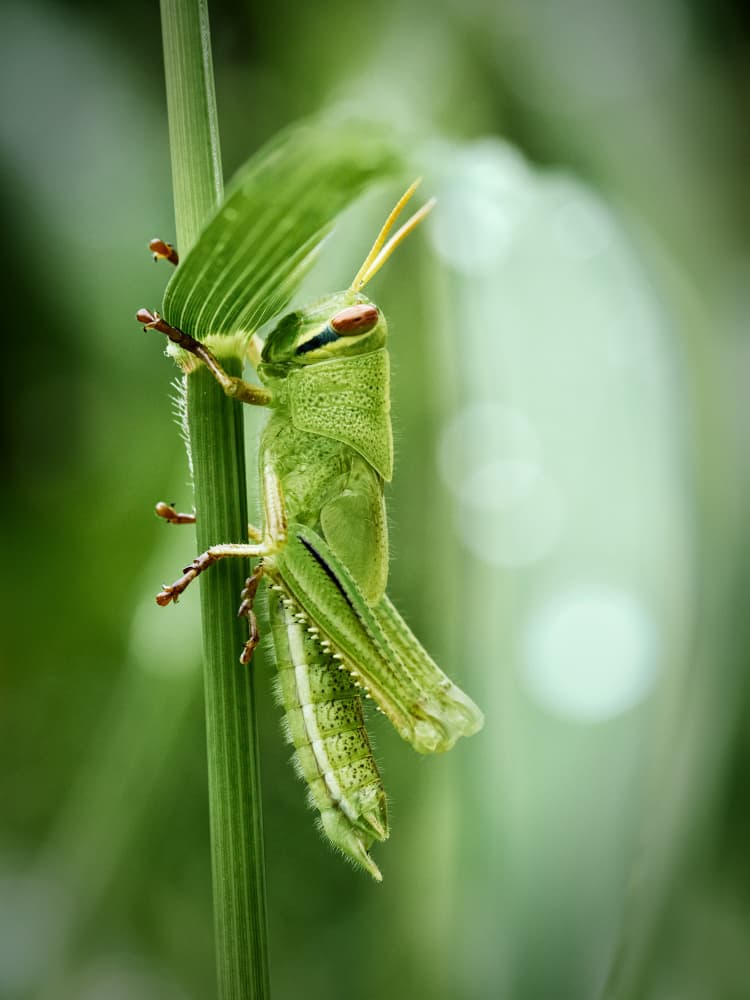 Emerald Grasshopper Close Up by Takiko Hirai — canvas wall art