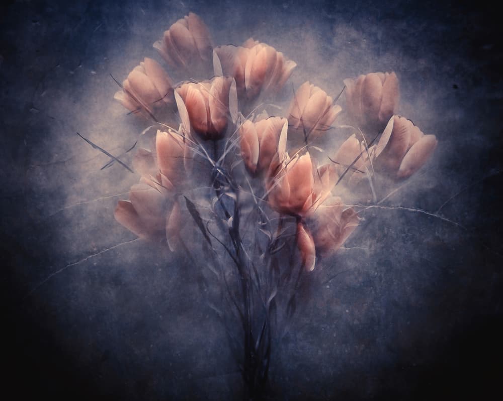 Misty Peach Tulips by Kahar Lagaa — canvas wall art