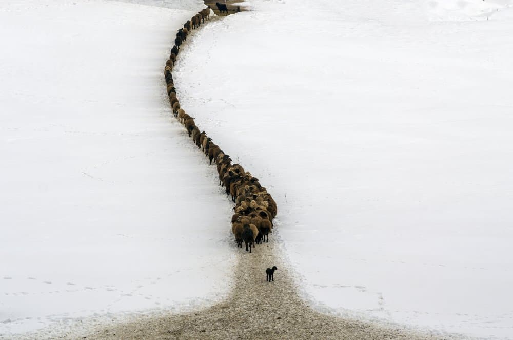 Leading The Winter Herd by Emir Bagci — canvas wall art
