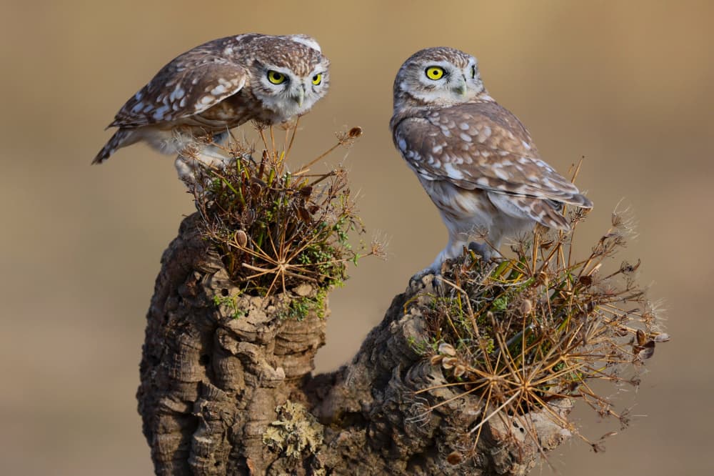 Little owls by David Manusevich — canvas wall art