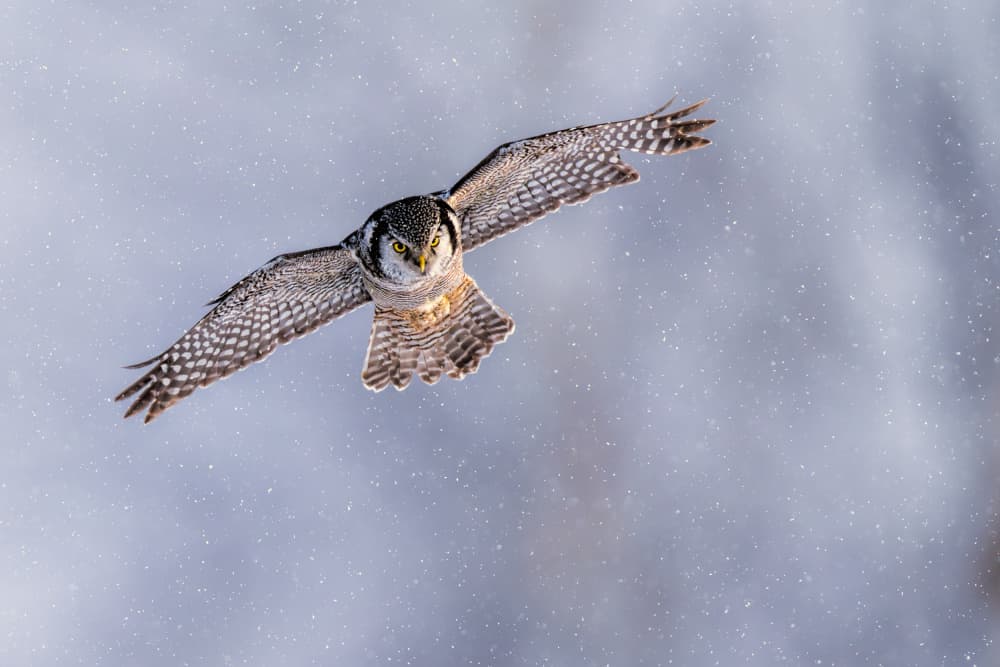 Northern Hawk Winter Flight by Jun Zuo — canvas wall art