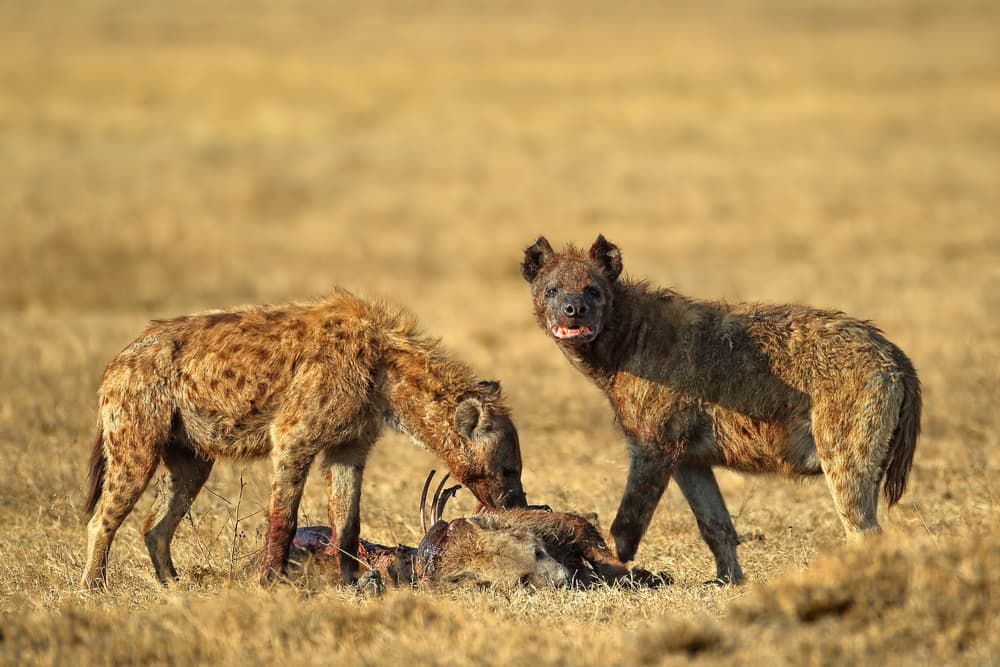 African Hyenas Safari Feast by Nicolás Merino — canvas wall art