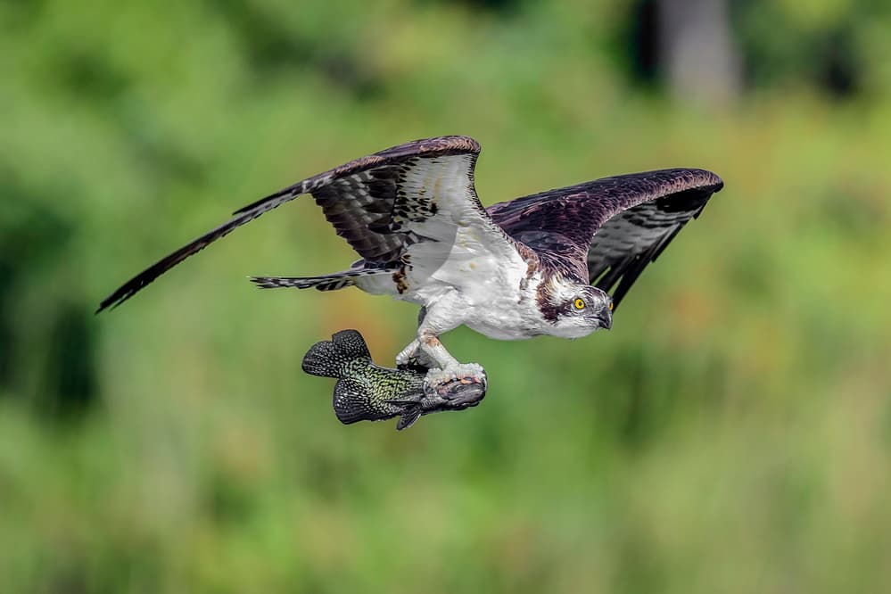 Osprey's Fresh Catch by David H Yang — canvas wall art
