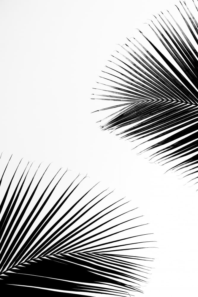 Tropical Palm Silhouettes by Photolovers — canvas wall art